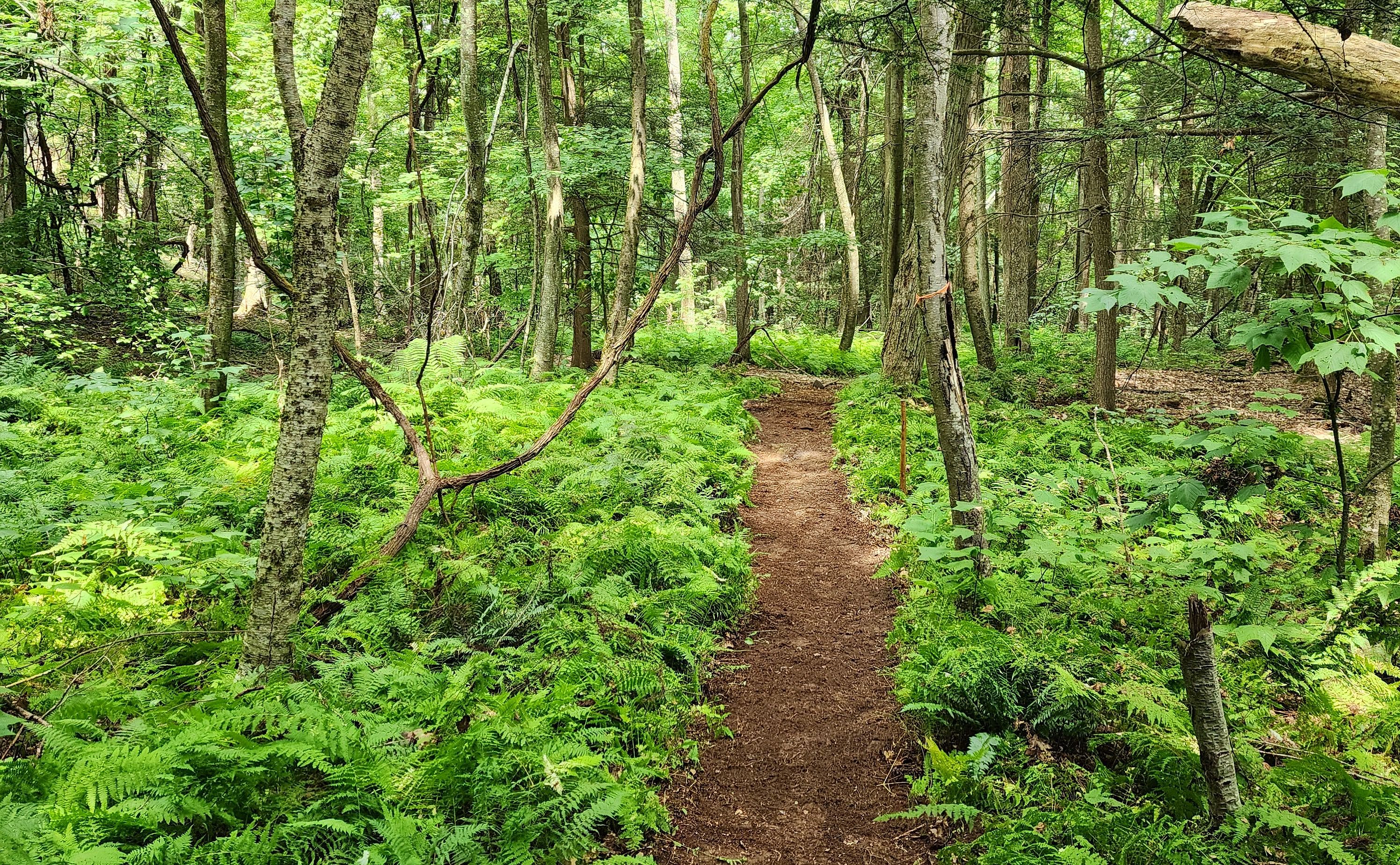 Tom Ball Mountain Reserve Opening Weekend