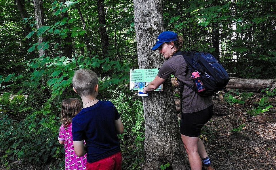 The Easy Naturalist: Signs of Summer