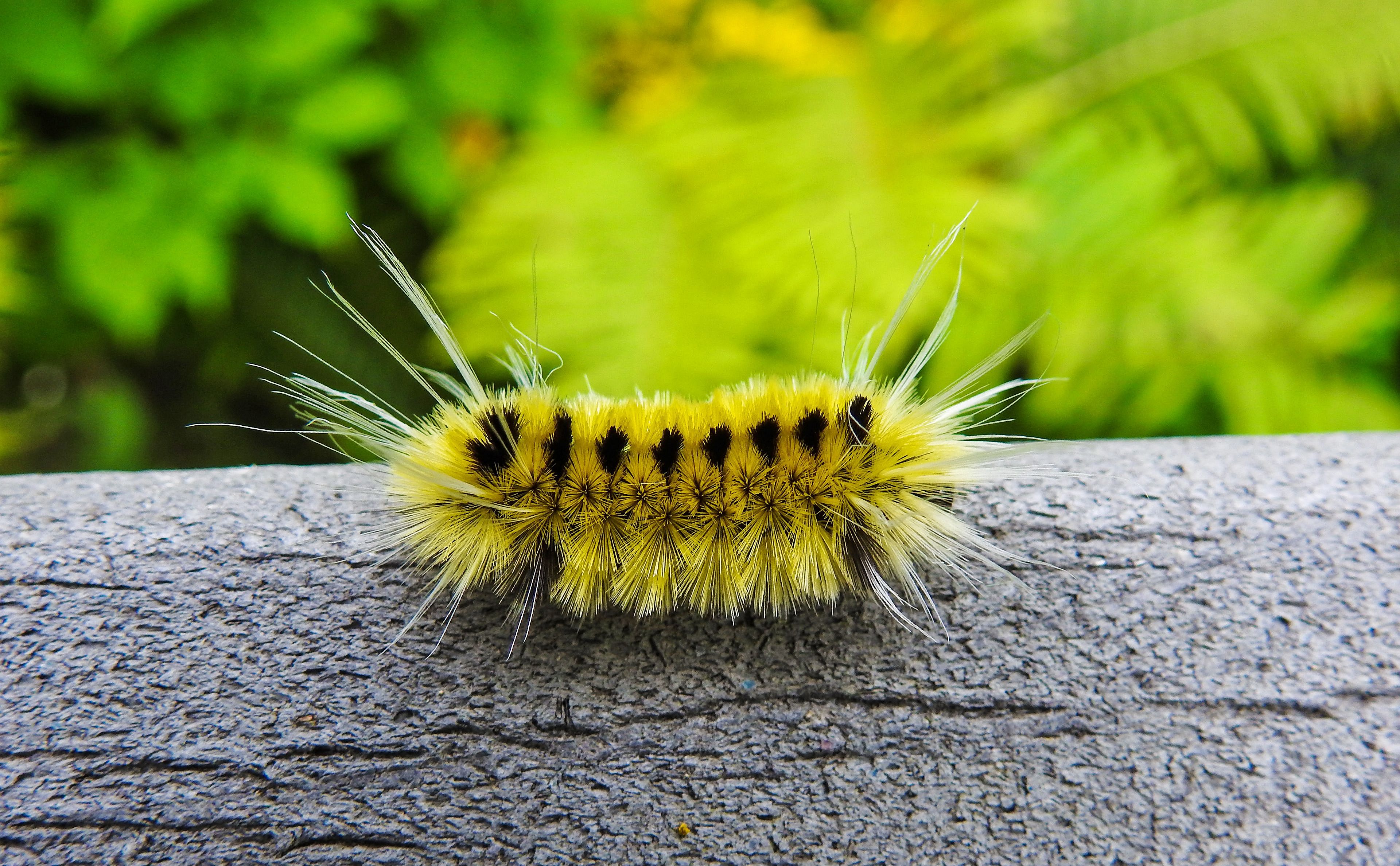 Noticing Nature: MiniBeast Hike & Seek