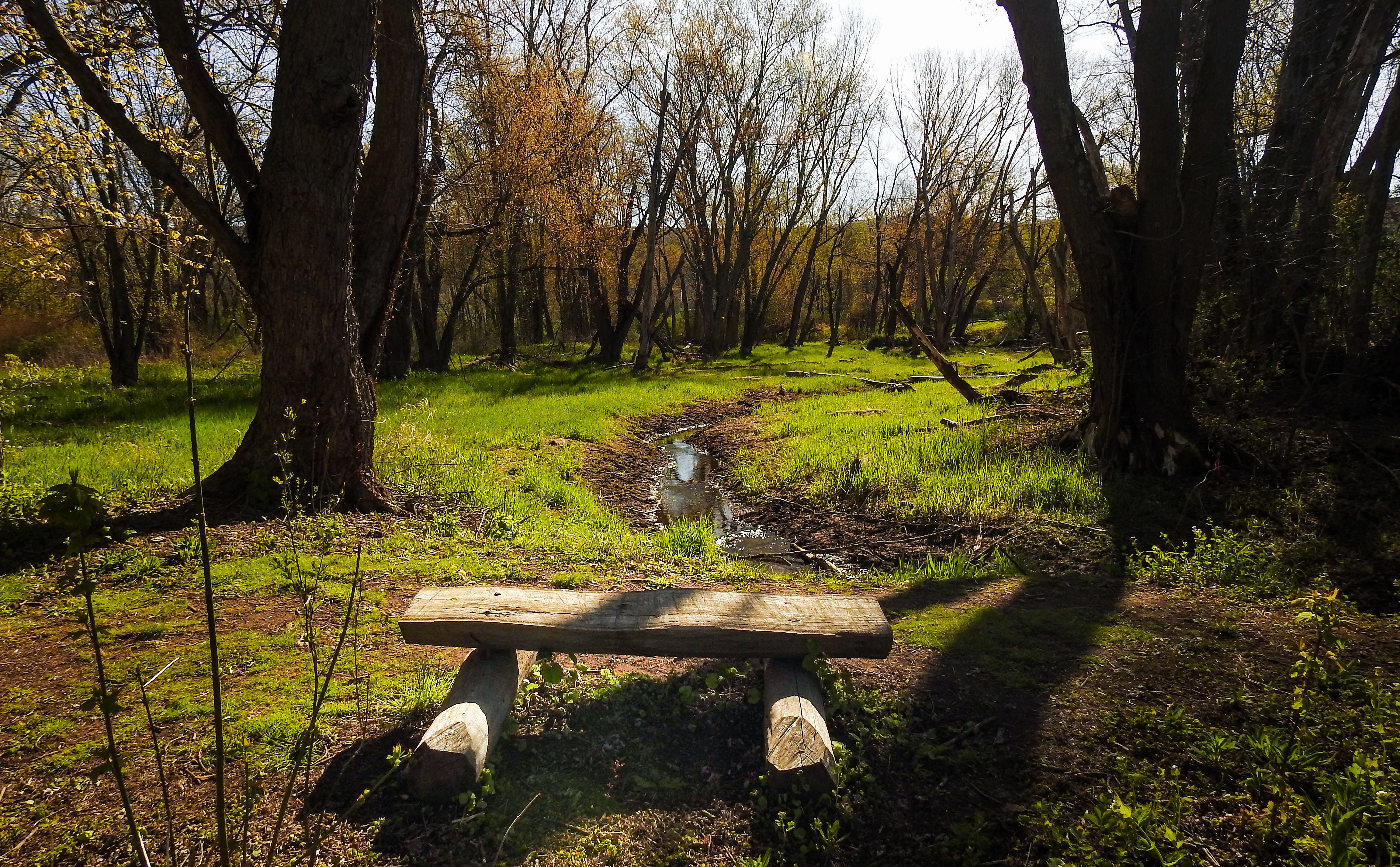 Forest Bath with Victoria Ehrich