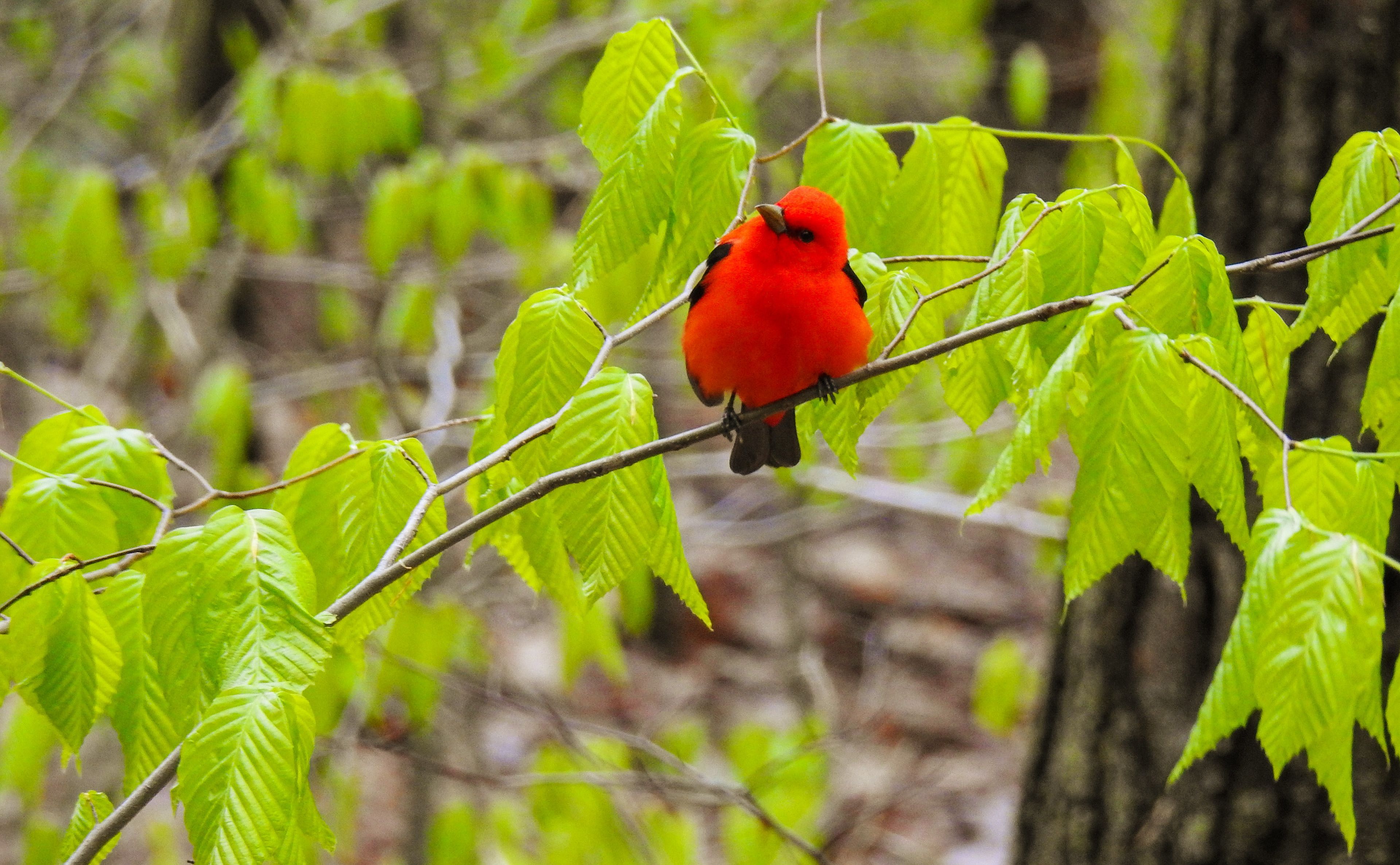 Birds and Activities at Arrowhead