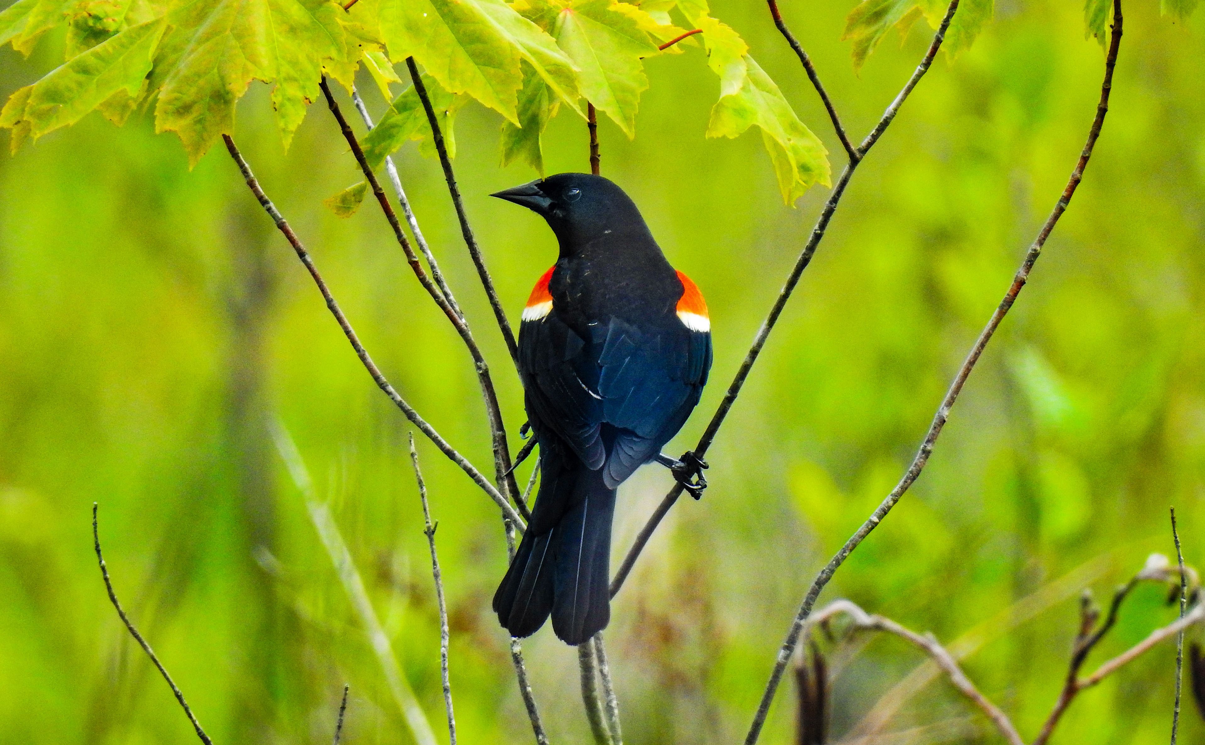 Autumn Migration Birding with Dave Edson