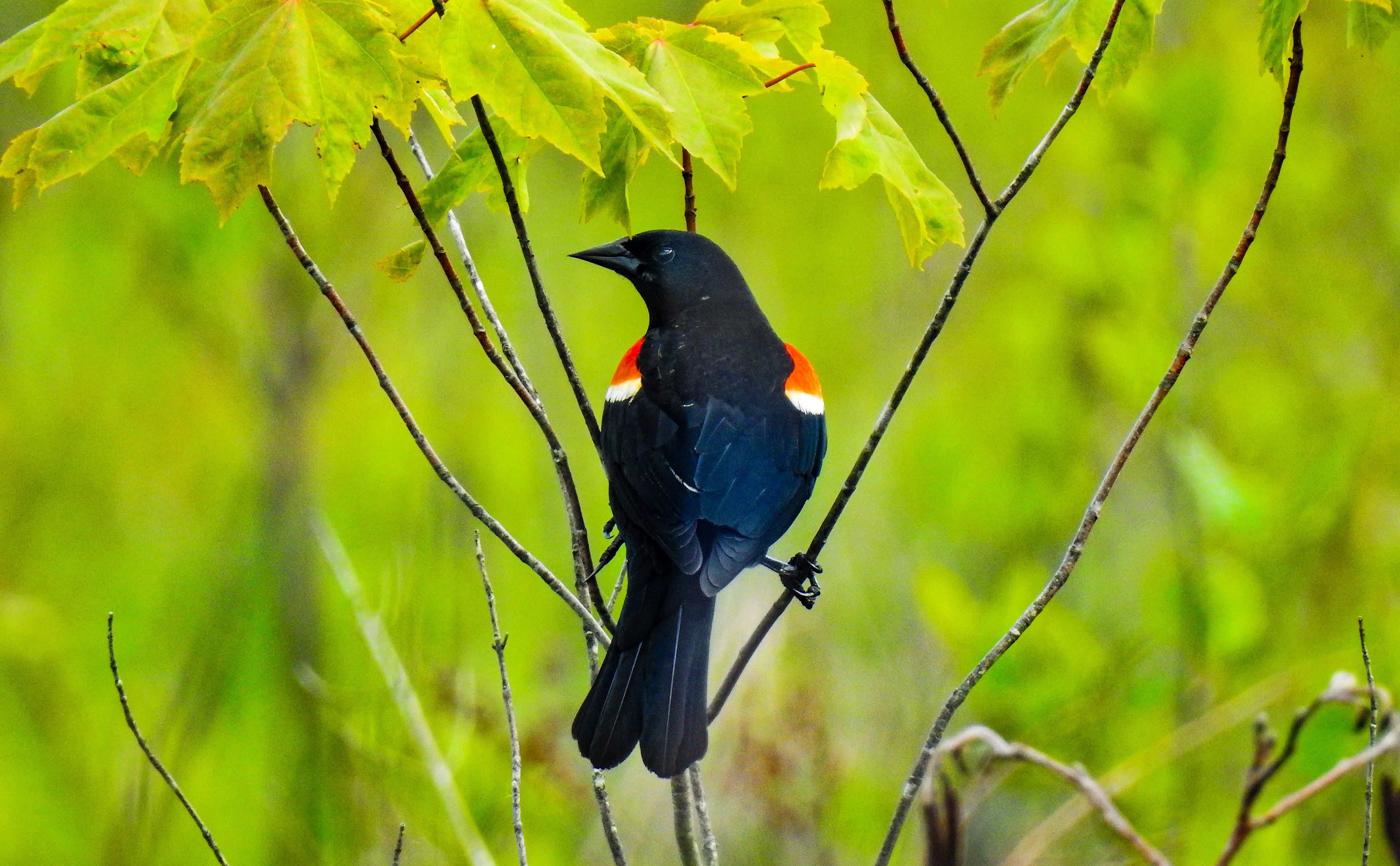 For The Love of Birds: Managing Invasives Plants