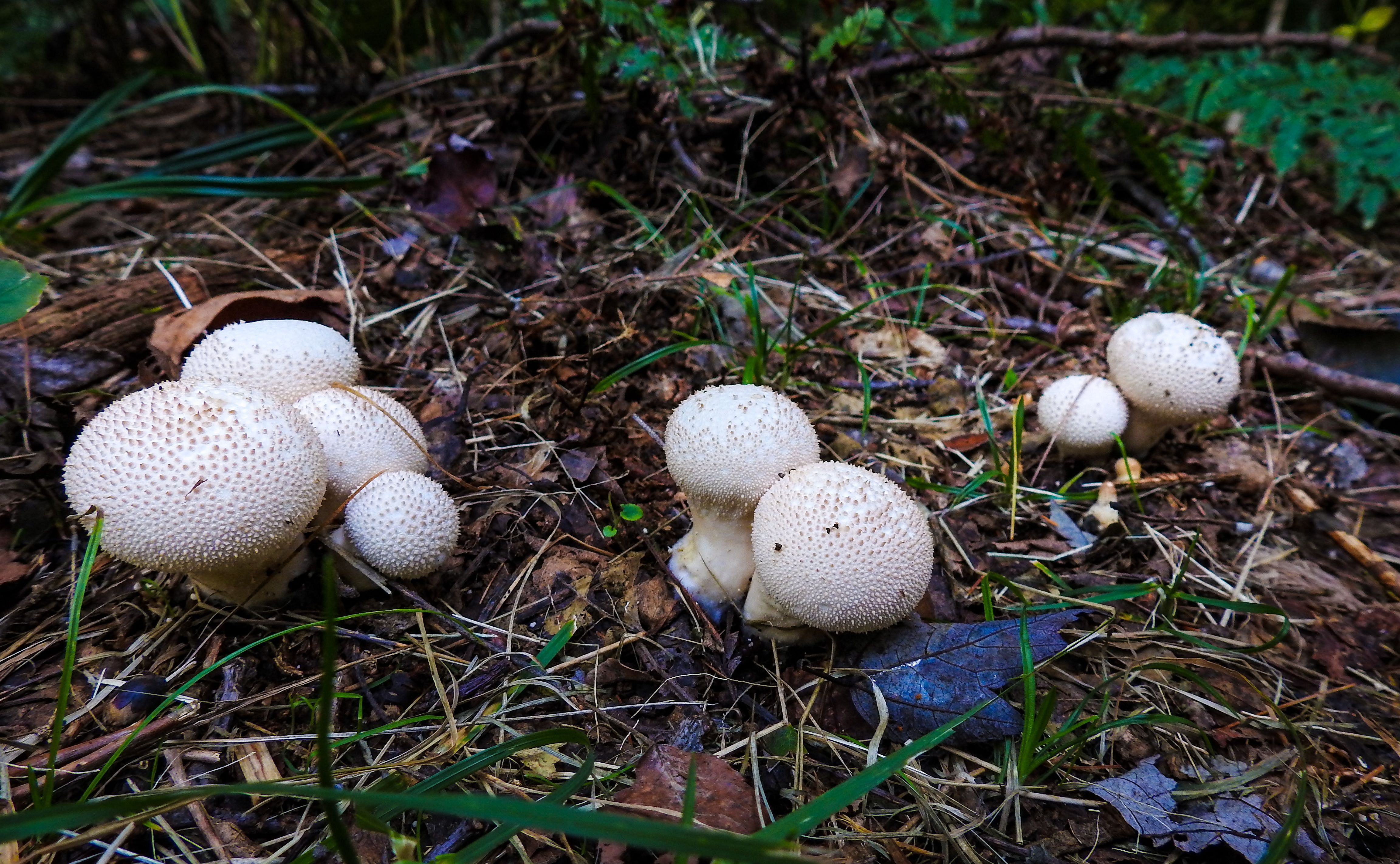 Mushroom Walk with John Wheeler