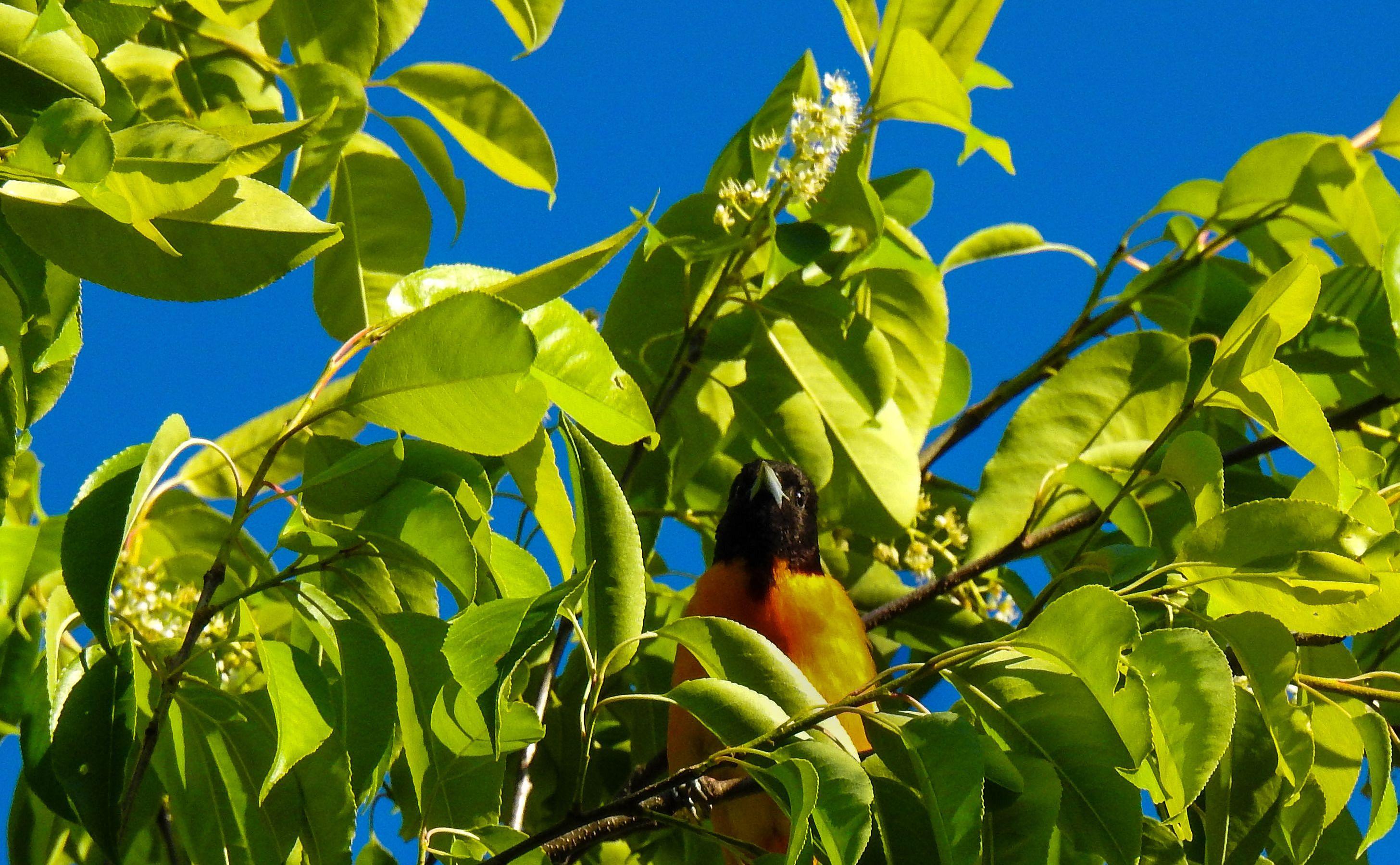 Mindful Birding