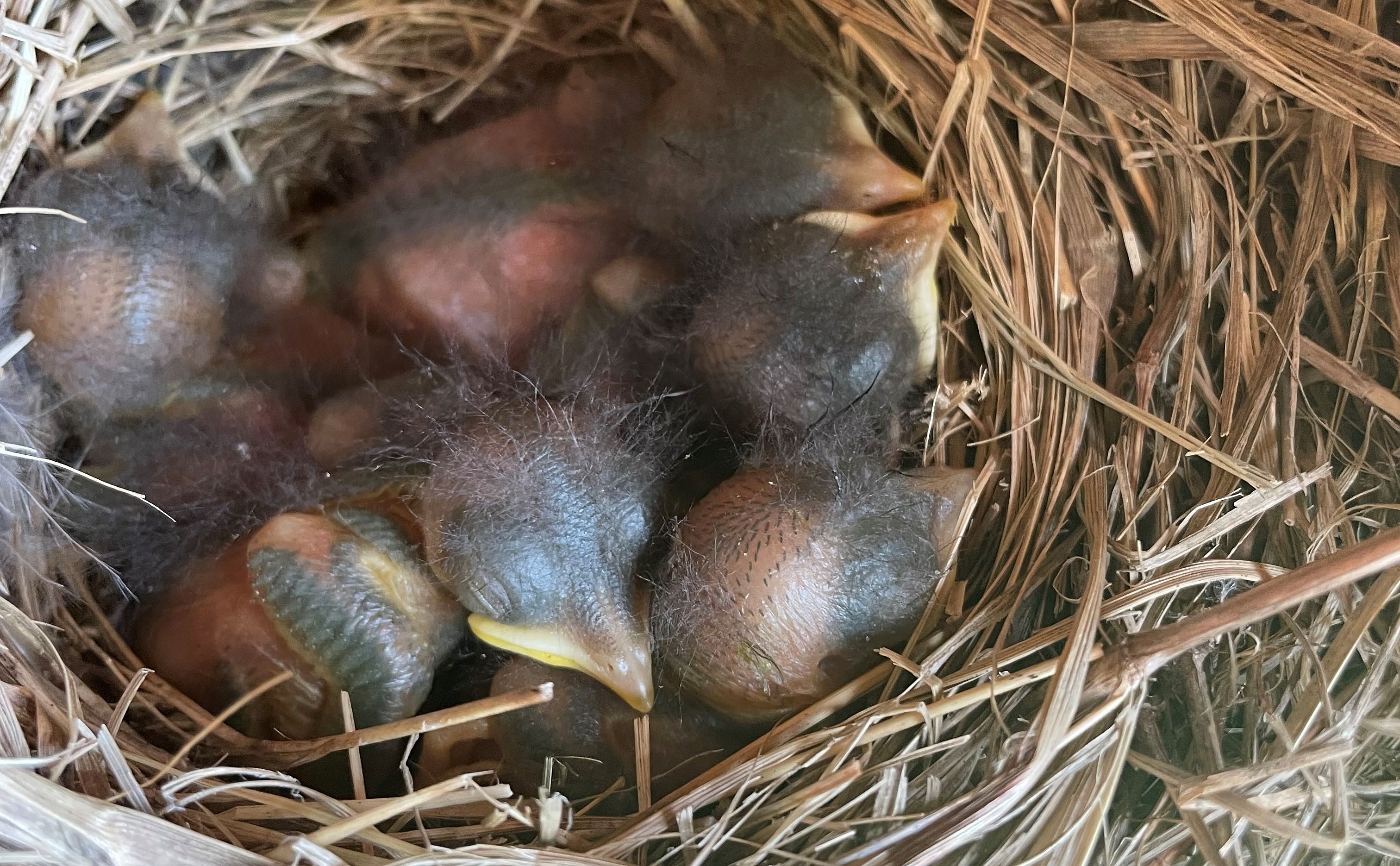 Formación NestWatch 