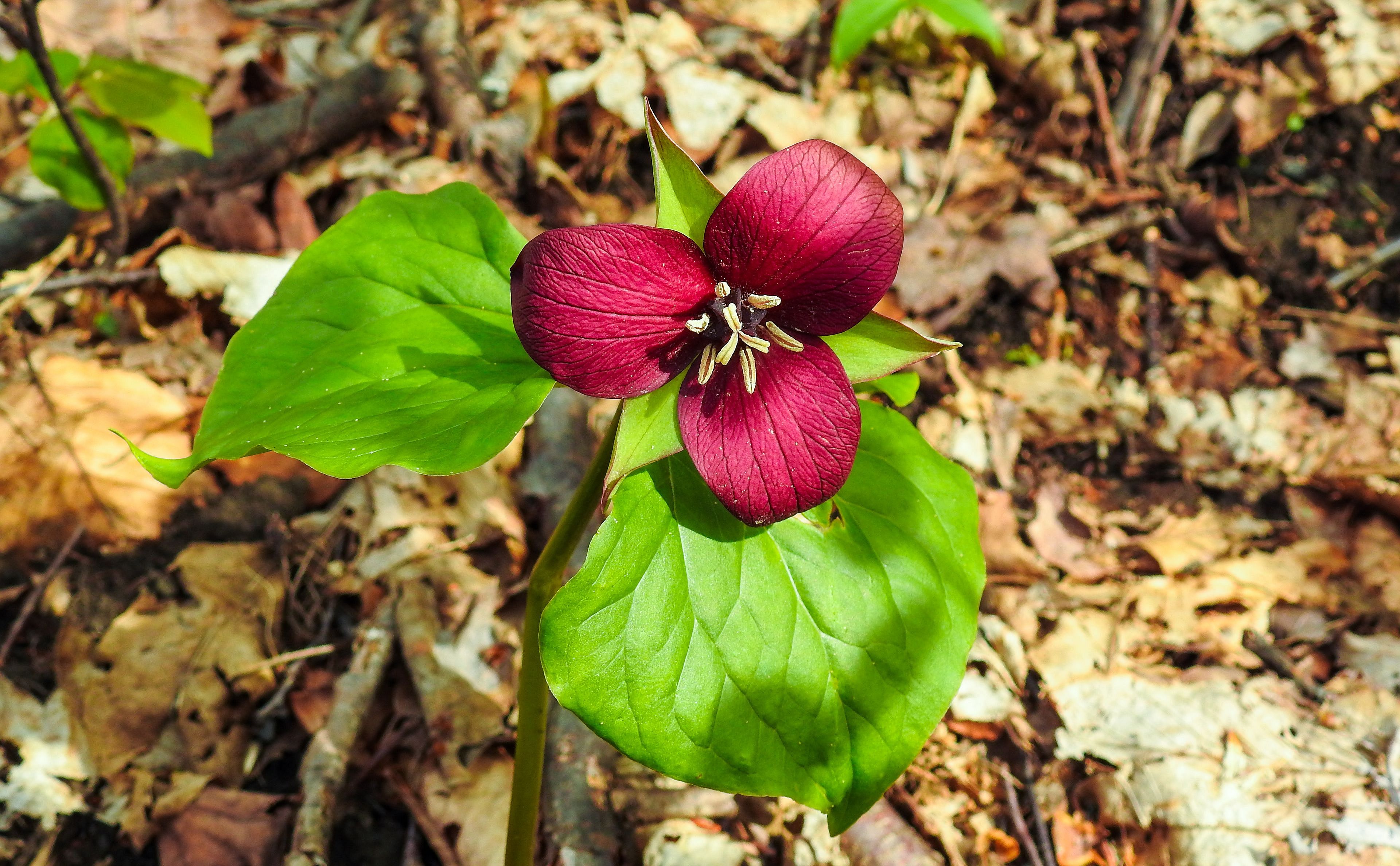 City Nature Challenge: Spring Ephemerals