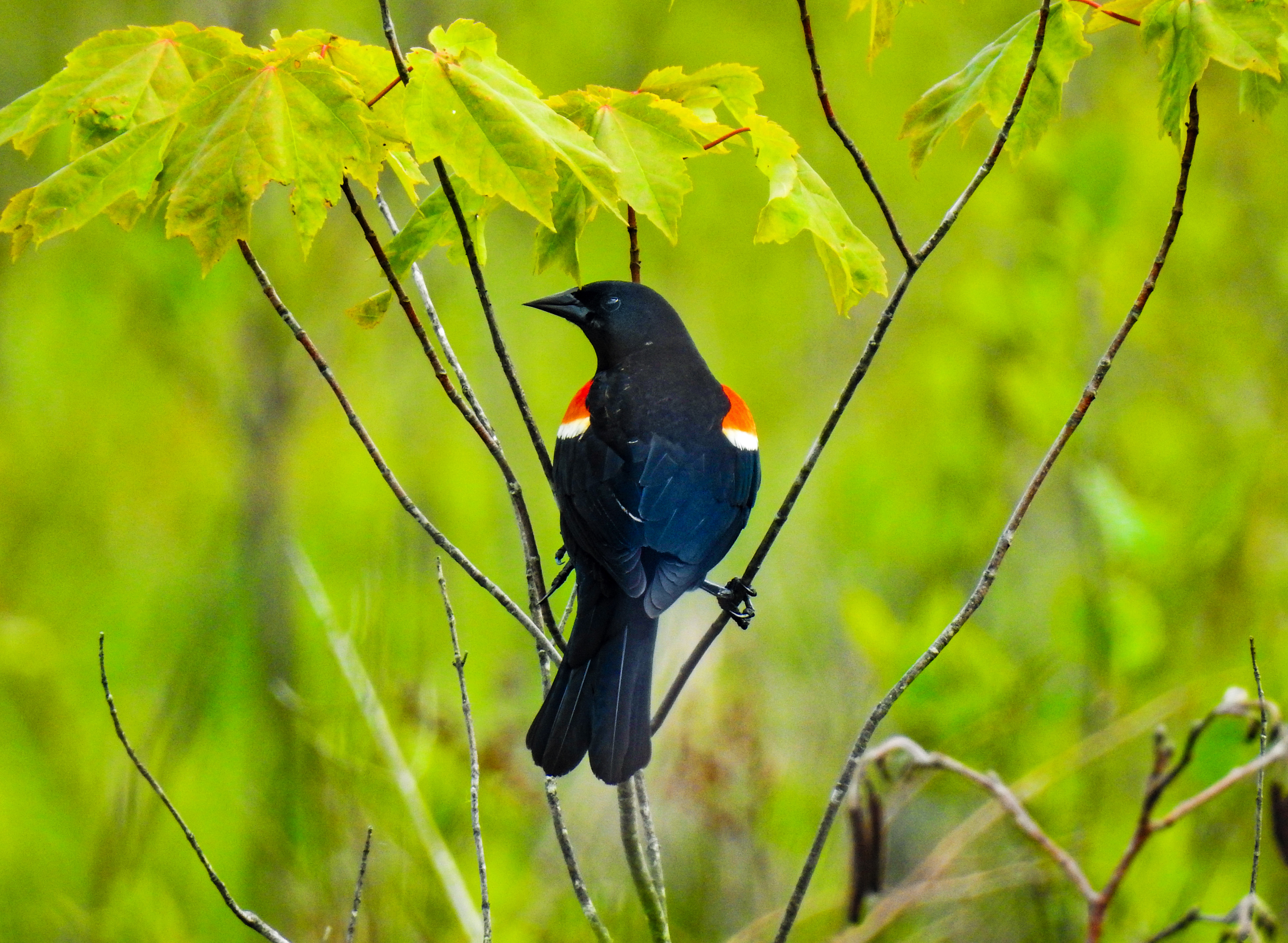 Por amor a los pájaros: Gestión de plantas invasoras